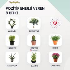 2021 tesettür sonbahar kış modası ve renkleri. Daha Fazlasi Icin Gonderiyi Begenmeyi Ve Saglikcini Hesabini Takip Etmeyi Unutmayin Pozitif Enerji Veren 8 Bitk Bitki Herboloji Saglik