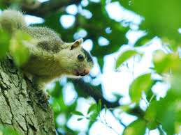 Chinnar Wildlife Sanctuary Wildlife Sanctuaries In Kerala Happytrips Times Of India Travel The following 13 pages are in this category, out of 13 total. chinnar wildlife sanctuary wildlife