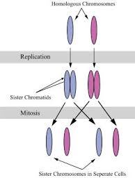 Meiosis creates gametes (egg and sperm cells). Genetics Terminology Chromosomes Sister Chromatids Chromosome Genetics Sisters