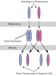 Answer to meiosis terminology drag the labels from the left to their correct locations in the concept map on the. Genetics Terminology Chromosomes Sister Chromatids Chromosome Genetics Sisters