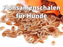 Meist ist das kein grund zur besorgnis, weil sich der stuhlgang. Flohsamenschalen Hund Verdauung Helfen Dosierung Und Menge