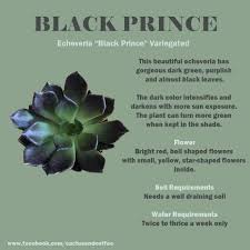 This rosette of this succulent has a deep green to brown color. How To Take Care Your Green Succulent And Cacti Babies Facebook