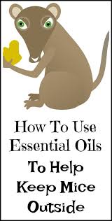 Pin On Healing With Essential Oils
