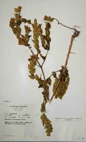 Image result for Hygrophila spiciformis