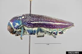 Image result for Blotiella natalensis