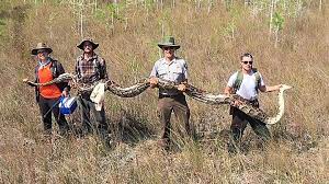 Die menschen töten schlangen (pythons) für taschen, schuhe, gürtel oder mehre sachen mit ihre haut zu machen. Python In Florida Gefunden Vier Manner Notig Um Schlange Zu Heben Stern De