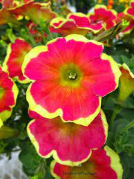 Maybe you would like to learn more about one of these? Petunia Boom Veiu Red N Yellow Beautiful Pink And Yellow Flowers Th Easy Flowers Petunia Flower Florida Flowers Winter Flowers Garden