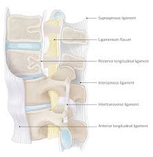 Related online courses on physioplus. Vertebral Column Amboss