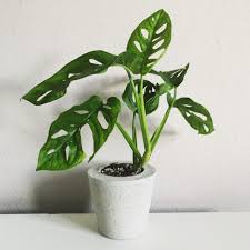 Monstera Obliqua Vs Monstera Adansonii Muggle Plants Monstera Obliqua Ornamental Plants Plants