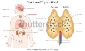 Image result for Thymus