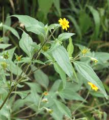 Image result for Aspilia