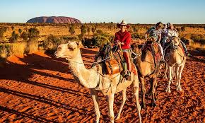 We are the largest camel farm in australia, home to over 60 beautiful camels. 5 Unique Ways To Experience Yulara Campermate