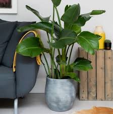 Image result for Strelitzia nicolai