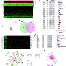 Image result for Zehneria tridactyla