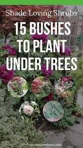 The flowers can mature with a light pink hue. Pin On Plants