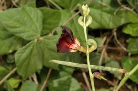 Image result for Macroptilium atropurpureum