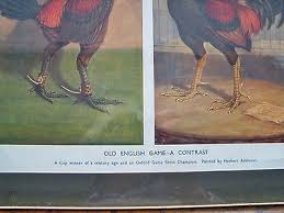 A cockfight is a blood sport, held in a ring called a cockpit.the history of raising fowl for fighting goes back 6,000 years. Vintage Game Print Cock Fighting Cockerel From Painting By Herbert Atkinson 514218057
