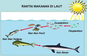 Karena kedua tempat tersebut memiliki jenis hewan dan tumbuhan serta lingkungan yang tidak sama. 17 Contoh Rantai Makanan Di Laut Beserta Gambarnya