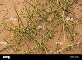 Image result for Acanthosicyos