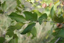 Image result for Combretum apiculatum