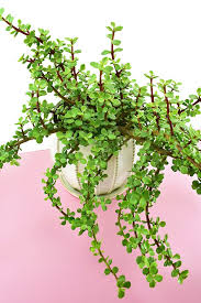 Toxic and poisonous indoor plants. Nontoxic Houseplants Safe For Cats And Dogs Dream A Little Bigger