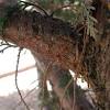 In georgia, seiridium canker is probably the most important and destructive disease on leyland cypress in the landscape. 1