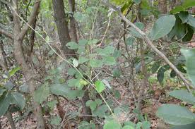 Image result for Teramnus labialis