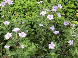 Image result for Vandellia humilis