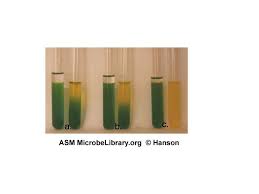 Oxidative-Fermentative Test Protocol