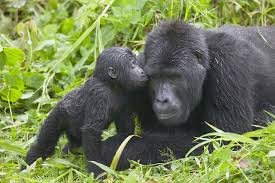 It should be noted that mountain gorilla trekking is one of the most sought after safari activities in africa. Why You Need To See Africa S Mountain Gorillas In Uganda
