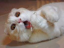 Best Cat Vines The Best Cat Vine Compilation 25 Minutes Funny Cat Photos Crazy Cats Funny Cat Videos