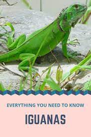 The Extraordinary Iguana Looks Like A Dinosaur And Is Eating Plants They Are Normally Shy But Do You Know They May Become Ve Iguana Reptiles Pet Green Iguana
