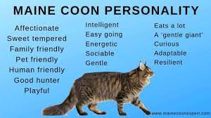 They will offer you hours of enjoyment with their antics but can at times be intrusive. The Personality Of The Maine Coon Cat Maine Coon Expert