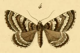 Image result for Entephria polata