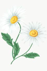 Vintage Daisy Flower Transparent Png Free Image By Rawpixel Com Noon