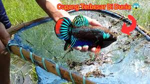 Semakin gesit gerakannya, maka ia semakin berpeluang besar untuk menang dalam peraduan ikan cupang. Inilah Ikan Cupang Terbesar Di Dunia Giant Betta Fish Youtube