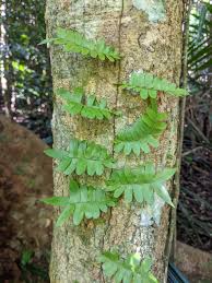 Image result for Arthropteris