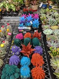 A general potting soil mix will suit a variety of houseplants no one suggested anything prohibitively expensive, and they noted that you can find most things at your local lowe's, home depot, or gardening mast recommended this miracle gro potting soil for taking care of cacti and succulents. I Hate This At Home Depot Succulents