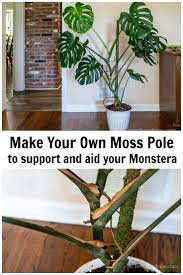 How To Make A Moss Pole For Your Monstera Plant Monstera Plant Plants Indoor Plant Care