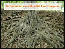 Akar ini seperti benang dan menyebar ke dalam tanah. 28 Tumbuhan Yang Memiliki Akar Tunggang Infarmasi