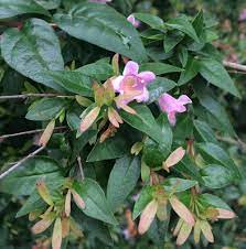We did not find results for: Plant Id Forum Shrub With Tubular Pink Flowers Garden Org