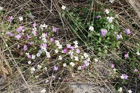 Image result for Malcolmia maritima