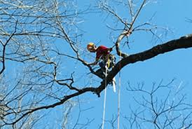 His style has been described as john wesley meets jack johnson. Our Services Professional Tree Services Raines Tree Care