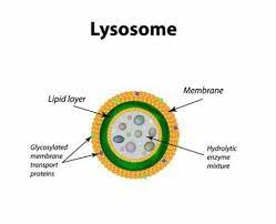 Aas Study Lysosomes In 2021 Science Cells Cells Project Cell Organelles