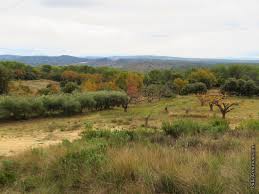 La Cueillette Des Olives En Provence Dans La Bulle De Manou