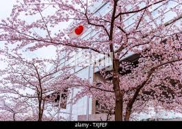 Japanese flag (also known as the Sun-mark flag, Nisshōki or Hinomaru)  blowing in the wind through cherry blossom, or sakura trees Stock Photo -  Alamy