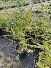 Image result for Vitex ferruginea