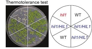 Image result for Arabidopsis