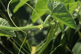 Image result for Cucumis maderaspatanus