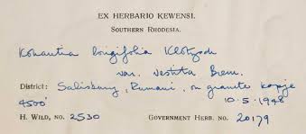 Image result for Cordylostigma longifolium